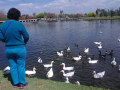 Anser anser domesticus