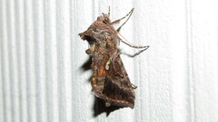 Autographa precationis