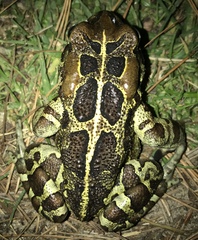 Sclerophrys pantherina