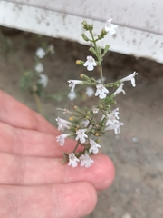 Clinopodium nepeta