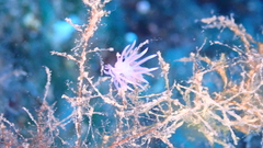 Flabellina affinis