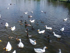 Anser anser domesticus