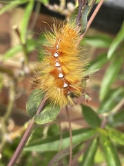 Acronicta aceris