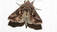 Autographa precationis