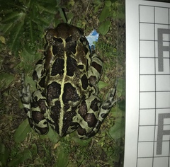 Sclerophrys pantherina