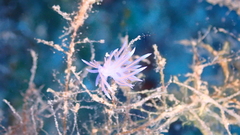 Flabellina affinis