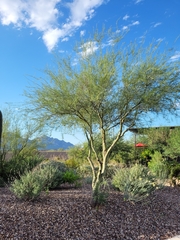 Parkinsonia florida