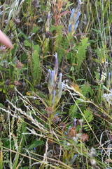 Gentianopsis barbata