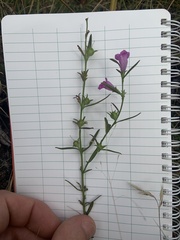 Agalinis neoscotica