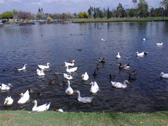 Anser anser domesticus