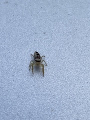 Hentzia mitrata