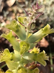 Lachenalia