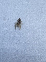 Hentzia mitrata