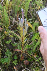 Gentianopsis barbata