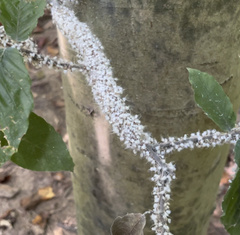 Grylloprociphilus imbricator