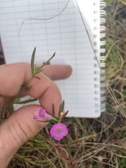 Agalinis neoscotica