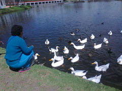 Anser anser domesticus