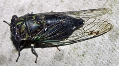 Neotibicen