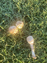 Chlorophyllum molybdites