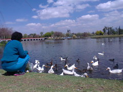 Anser anser domesticus