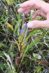 Gentianopsis barbata