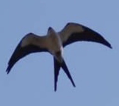 Elanoides forficatus