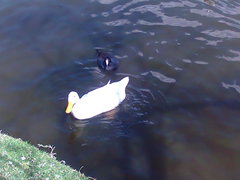 Anser anser domesticus