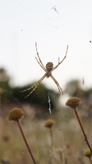 Argiope lobata