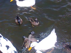 Anser anser domesticus