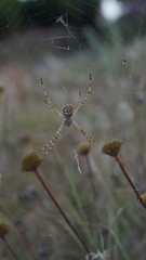 Argiope lobata