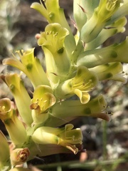 Lachenalia
