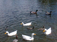 Anser anser domesticus