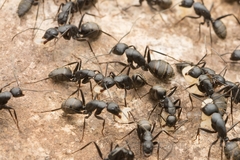 Camponotus japonicus