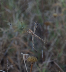 Argiope lobata