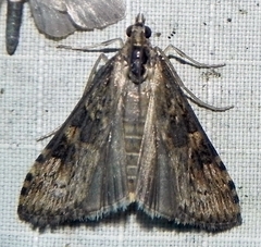 Nomophila nearctica