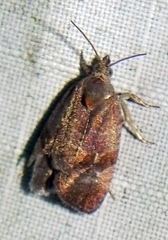 Evora hemidesma