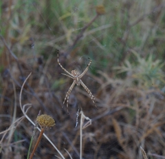 Argiope lobata