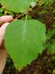 Populus tremuloides