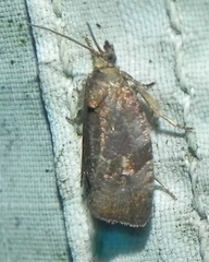 Evora hemidesma