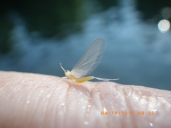 Ephemerella dorothea