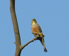 Emberiza hortulana