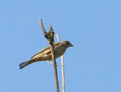 Emberiza hortulana