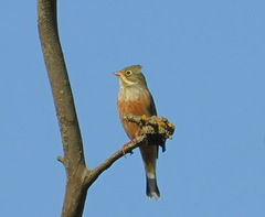 Emberiza hortulana