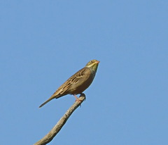 Emberiza hortulana