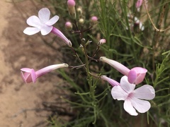 Penstemon ambiguus