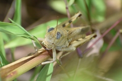 Melanoplus differentialis