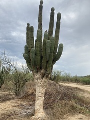 Pachycereus pringlei