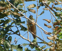 Emberiza hortulana