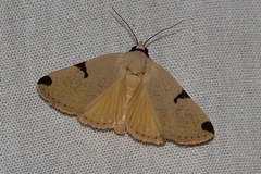 Plecopterodes pulcra