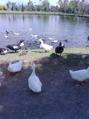 Anser anser domesticus